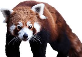 Destination Panda